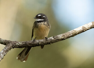 Grey fantail (Rhipidura albiscapa), perching on a branch