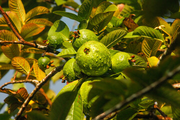 Ripe green guava fruit hanging on branch with leaves.	
