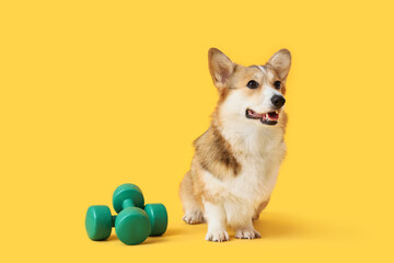 Cute Corgi dog with dumbbells on yellow background