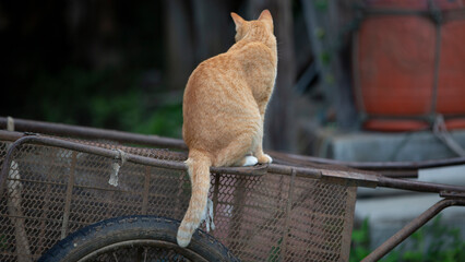 Orange cat sitting on the bicycle in the garden. Selective focus.
