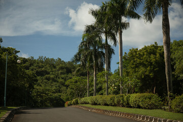 Pathway winds through a serene park with palm trees