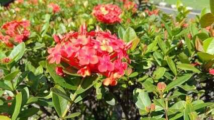 close up of Asoka flower (Ixora coccinea or Ixora chinensis) . This plant has small, bright red flowers that gather to form clusters.