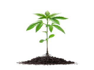 Young cannabis plant growing in soil against black background, Isolated On Transparent Background, Png