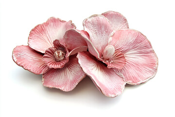 Pink Phalaenopsis Orchid Photo