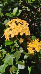 This plant is the Yellow Soka Flower (also known as Ashoka or Ixora). This plant is a flowering...