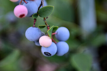 ブルーベリーの実