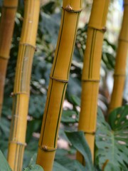 Golden bamboo stems featuring emerald stripes, growing densely within verdant Moroccan landscape