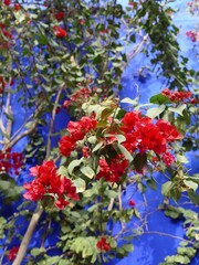 Vivid red bougainvillea blossoming near azure wall, highlighting color contrast in Moroccan urban...