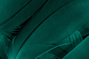 Beautiful dark green viridian vintage color trends feather texture background
