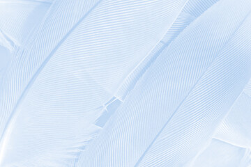 baby blue white gray feather wooly pattern texture for cool background