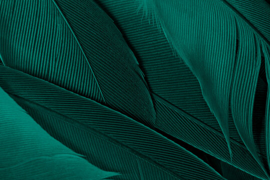 Beautiful dark green viridian vintage color trends feather texture background