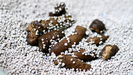 Cat poop in the sand. Healthy poop. Dark brown in color and not too soft or too hard.