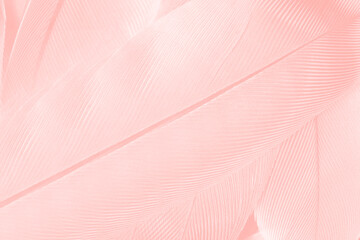 Beautiful soft pink feather pattern texture background