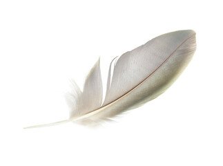 Obraz premium Beautiful macaw parrot feather bird isolated on white background