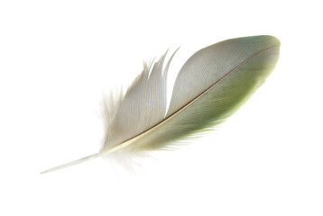 Beautiful macaw parrot feather bird isolated on white background