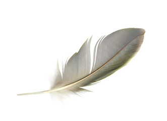 Beautiful feather isolated on white background with clipping path