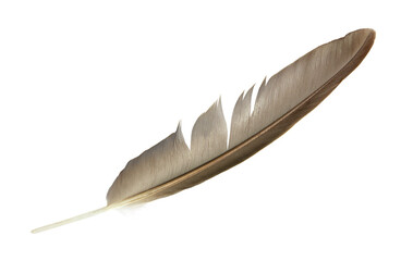 Beautiful eagle feather isolated on white background with clipping path