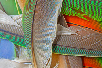 Beautiful colorful group parrot feather pattern texture luxury for background