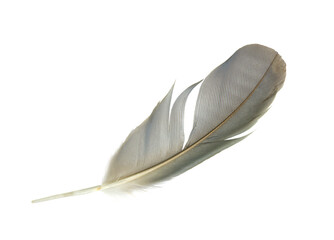 Beautiful feather isolated on white background with clipping path