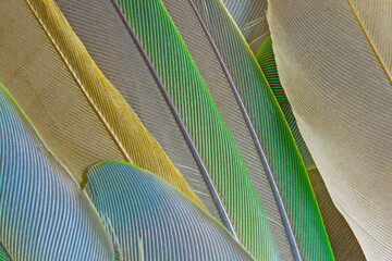 Beautiful colorful group parrot feather pattern texture luxury for background