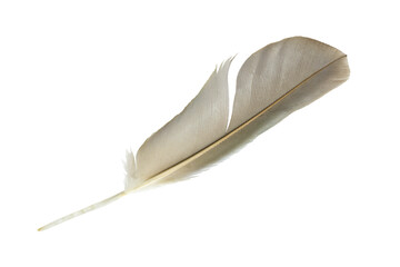 Beautiful feather isolated on white background with clipping path