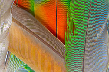Beautiful colorful group parrot feather pattern texture luxury for background