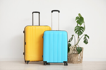 Suitcases with palm plant near light wall