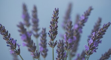 Fototapeta premium Close-up view of lavender flowers blooming against a soft, blurred background.