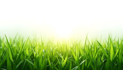 Obraz premium gently curved green grassy hills with natural texture and soft shadows