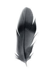 Bird crow swan black feather isolated on white background