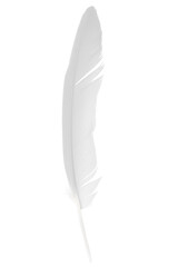 white feather isolated on white  background