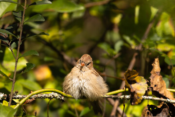 fluffy bird