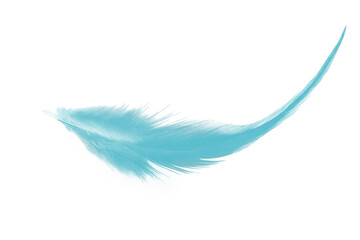Beautiful feather color green turquoise isolated on white background