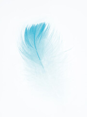 Beautiful feather color green turquoise isolated on white background