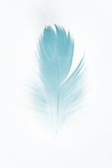 Beautiful feather color green turquoise isolated on white background