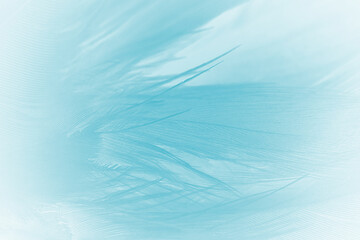 Beautiful  blue turquoise vintage color trends feather pattern texture pastel background