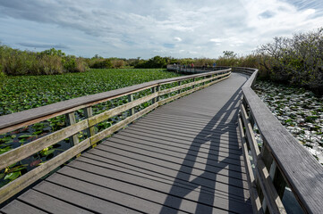 Obraz premium National Park visitors on boardwalk on Anhinga Trail in Everglades National Park, Florida.