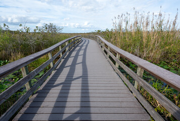 Fototapeta premium Anhinga Trail boardwalk over sawgrass prairie in Everglades National Park, Florida on sunny January morning.
