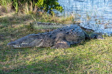 Very large American Crocodile - Crocodylus acutus - sunning on shore of Nine Mile Pond in...