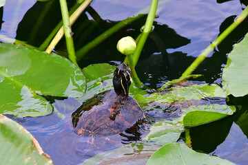 Painted Turtle - Chrysemys picta - feeding on Spatterdock flower off Anhinga Trail in Everglades...