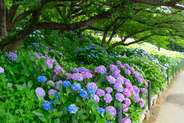 あじさい・埼玉県　権現堂公園