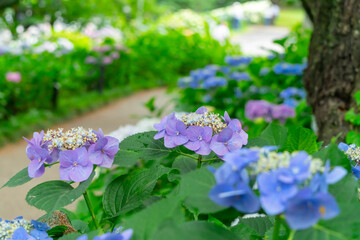 あじさい・埼玉県　権現堂公園