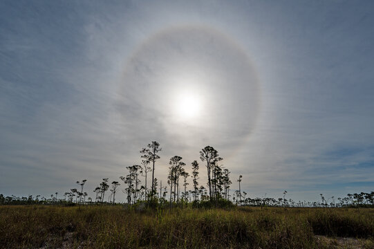 Prominent sun halo over pinelands in Everglades National Park, Florida.