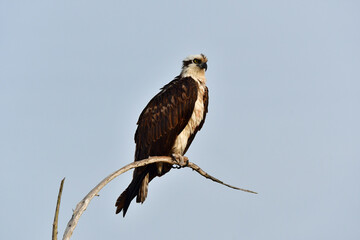 Osprey - Pandion haliaetus - perched on snag in Everglades National Park, Florida against perfectly clear sky background.