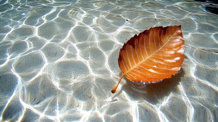 Single Orange Leaf Floating on Shimmering Water Surface with Sunlight