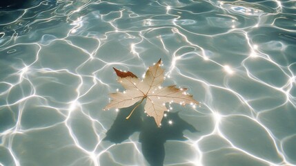 Lone Maple Leaf Gently Floating on Clear Sparkling Pool Water