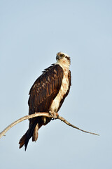 Osprey - Pandion haliaetus - perched on snag in Everglades National Park, Florida against perfectly clear sky background.