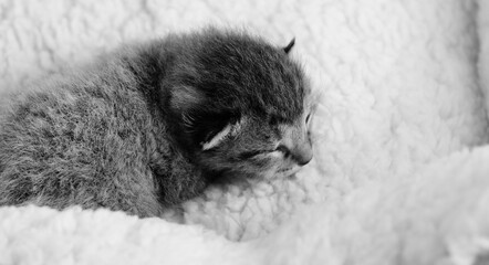 Cute baby kitten cat closeup in black and white, cozy and calmness of animal.