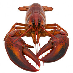 Lobster isolated on transparent PNG background, realistic sea creature cut-out for food, marine life, or educational use