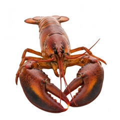 Lobster isolated on transparent PNG background, realistic sea creature cut-out for food, marine life, or educational use